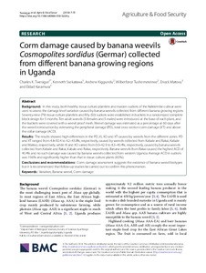 Corm damage caused by banana weevils Cosmopolites sordidus (Germar) collected from different banana growing regions in Uganda