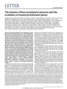 The banana (Musa acuminata) genome and the evolution of monocotyledonous plants