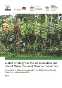 Global strategy for the conservation and use of Musa genetic resources