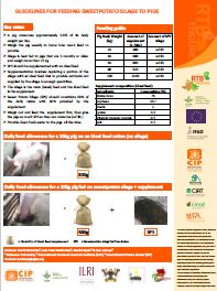 Guidelines for feeding sweetpotato silage to pigs.