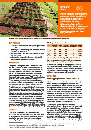 Potato-legume intercropping enhances climate resilience and adaptive capacity of smallholder farmers. Research Brief 03.