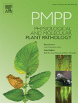 A method for generating virus-free cassava plants to combat viral disease epidemics in Africa