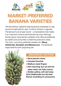Market-preferred banana varieties - English