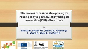 Effectiveness of cassava stem pruning for inducing delay in postharvest physiological deterioration (PPD) of fresh roots