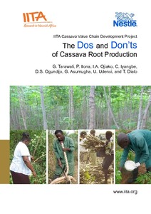 The dos and don’ts of cassava root production