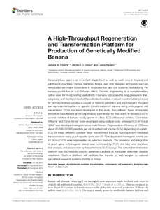 A high-throughput regeneration and transformation platform for production of genetically modified banana
