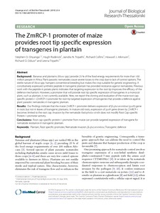 The ZmRCP‑1 promoter of maize provides root tip specific expression of transgenes in plantain