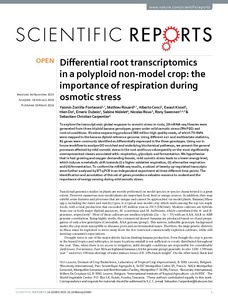 Differential root transcriptomics in a polyploid non-model crop: the importance of respiration during osmotic stress
