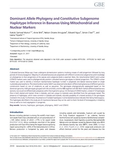 Dominant allele phylogeny and constitutive subgenome haplotype inference in bananas using mitochondrial and nuclear markers