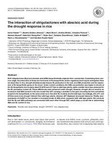 The interaction of strigolactones with abscisic acid during the drought response in rice