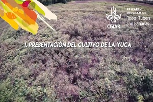 Presentación del cultivo de la yuca