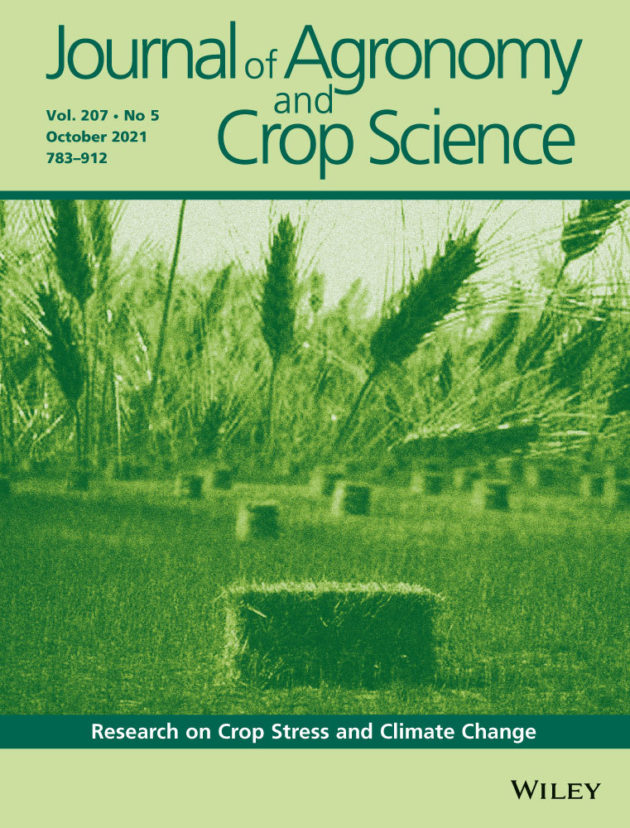 Phenotyping of productivity and resilience in sweetpotato under water stress through UAV-based multispectral and thermal imagery in Mozambique